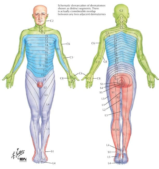 dermatomes