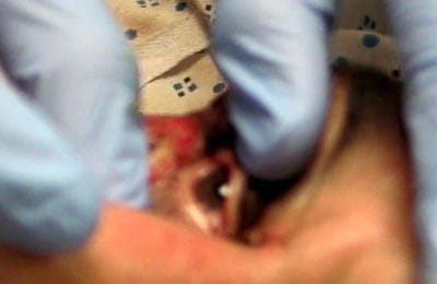 Benzoin Eye Open