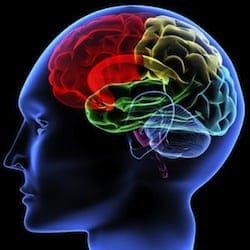Brain regions