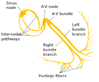 722px-Electrical_conduction_system_of_the_heart