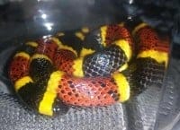 coral snake bites