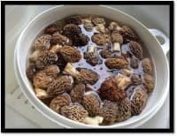 acmt wild mushrooms