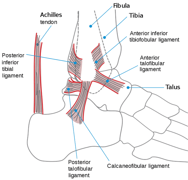 Lateral View of the Ankle