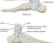 ankle anatomy