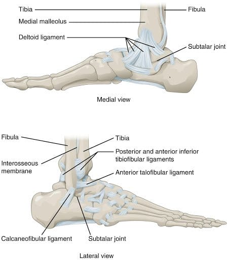ankle anatomy