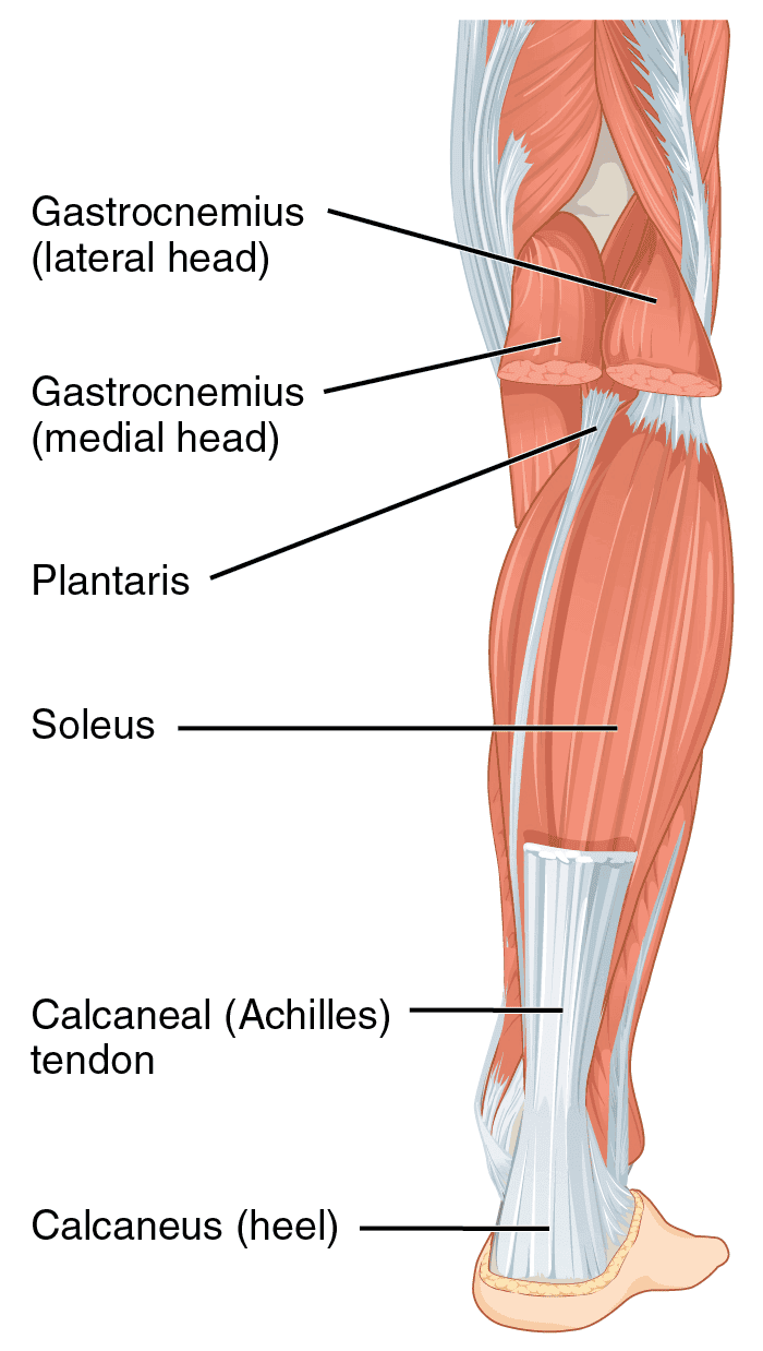 plantaris rupture