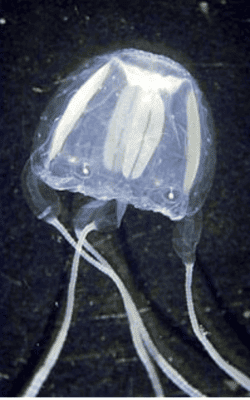 Irukandji Jellyfish Irukandji Jellyfish