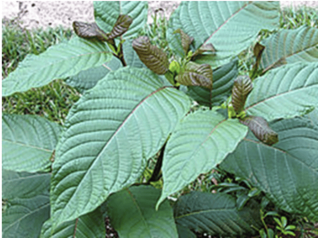 kratom