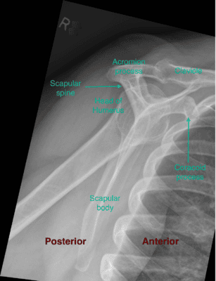 Shoulder Series