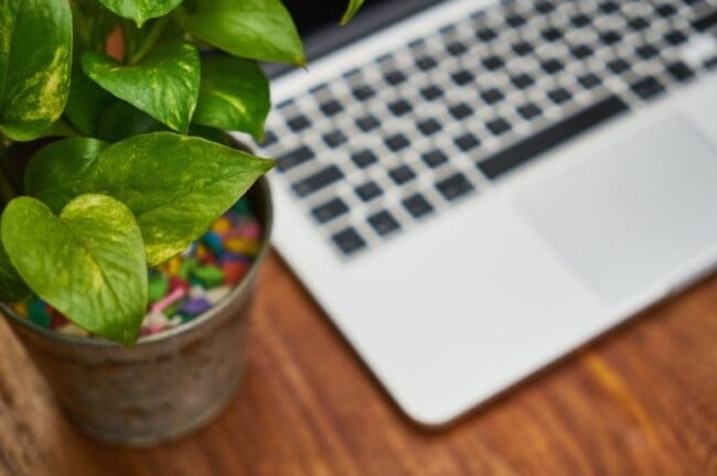 WFH plant on desk 