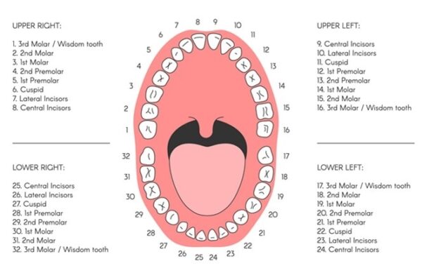 Adult Dental Anatomy Chart