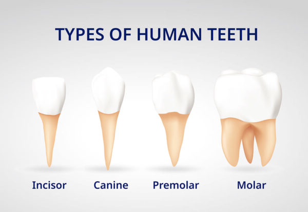 types of human teeth