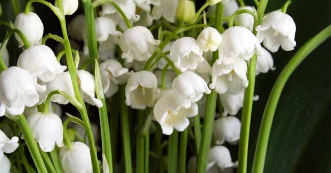 lily of valley flower acmt