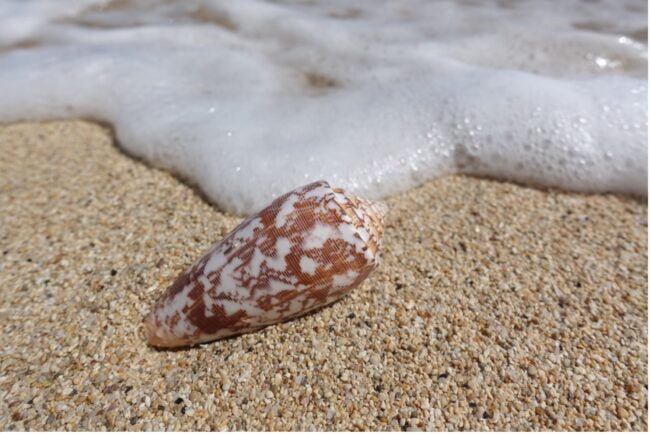 cone snail shell botulinum