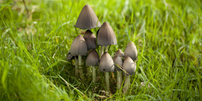 coprinus mushroom cap