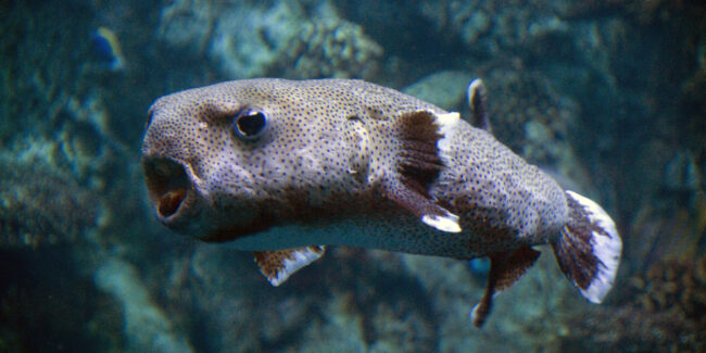 pufferfish tetrodotoxin