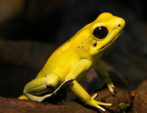 ACMT Toxicology Visual Pearl: Poison Dart Frog