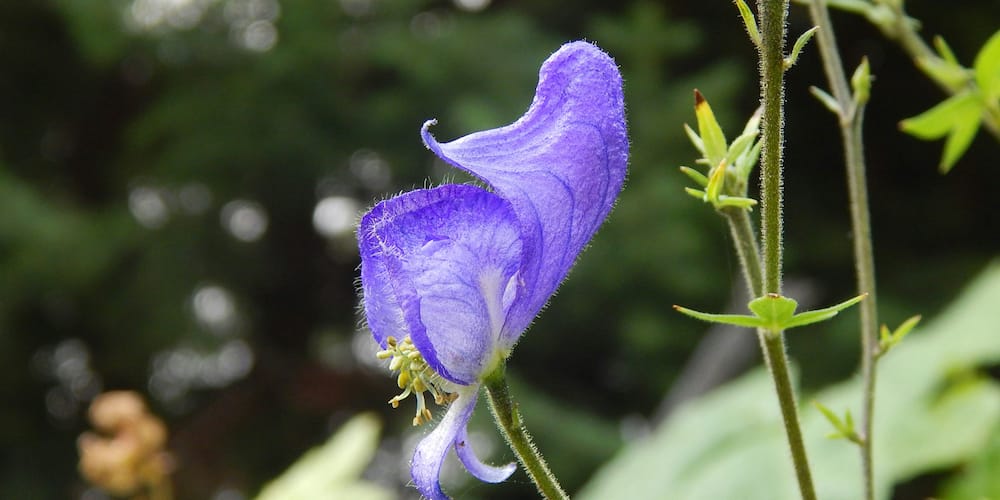 aconitine aconitum plant wolfsbane