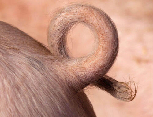 Pigtail catheter for pleural drainage: Tips to minimize complications