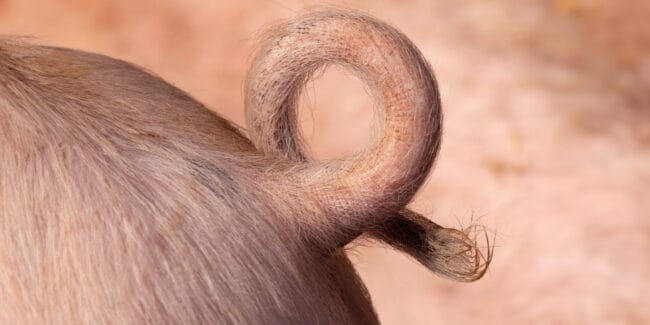 pigtail