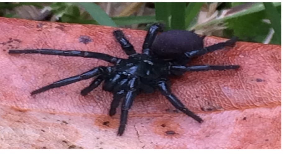 Spider