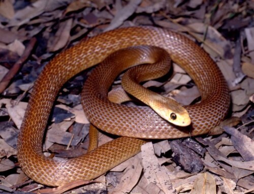 ACMT Toxicology Visual Pearl: Hiss-teria Averted