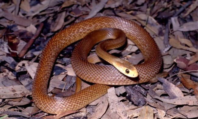 snake