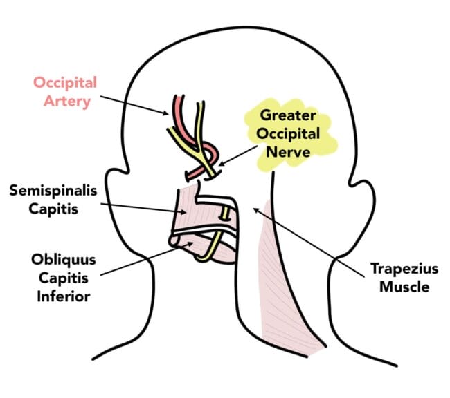 Anatomy of greater occipital nerve for block