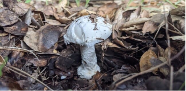 Toxic Mushroom