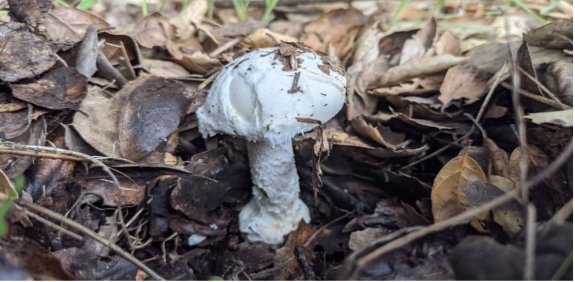 Toxic Mushroom