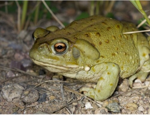 ACMT Toxicology Visual Pearl – Who Toad You to Lick It?