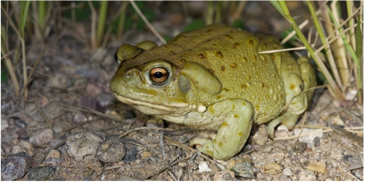 Toad