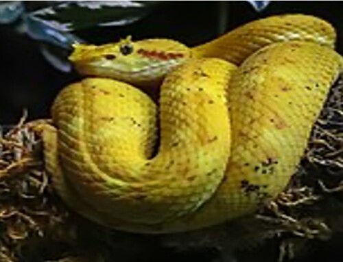 ACMT Toxicology Visual Pearl: Pit Viper