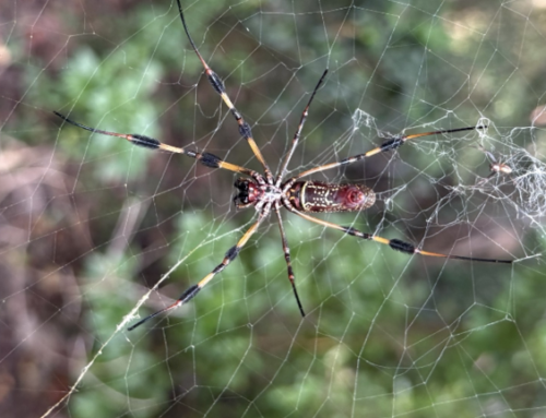 ACMT Toxicology Visual Pearl – Big Spider, Small Risk