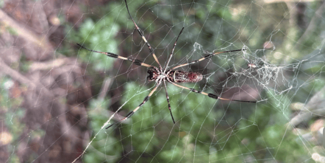 Golden Silk Orb-Weaver
