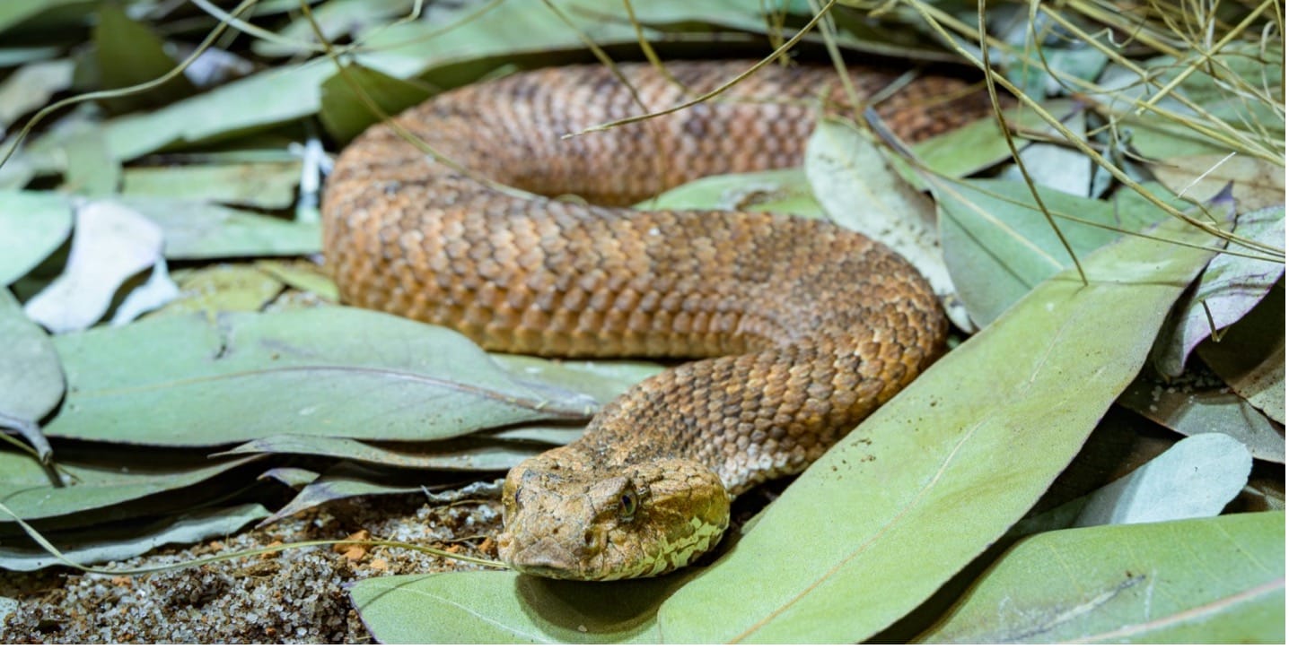 oceanic snake