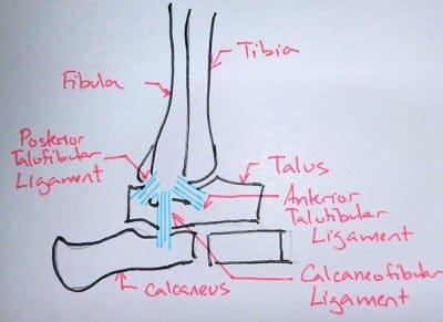 Ankle Drawing