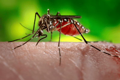 Mosquito-2