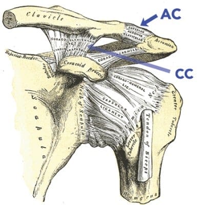 Shoulder-Anatomy