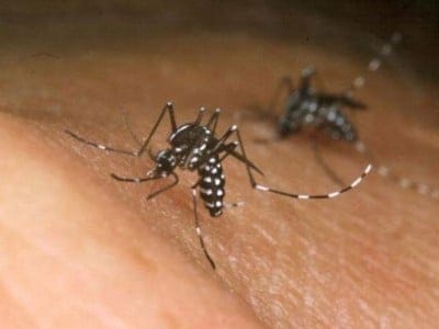 Zika virus